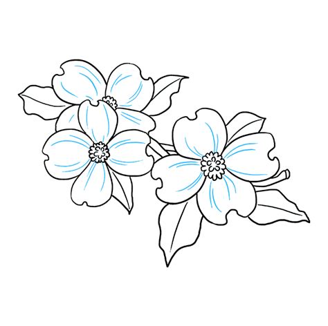 Dogwood Flower Drawing