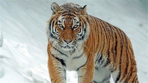 Harimau Siberia - TribunnewsWiki.com