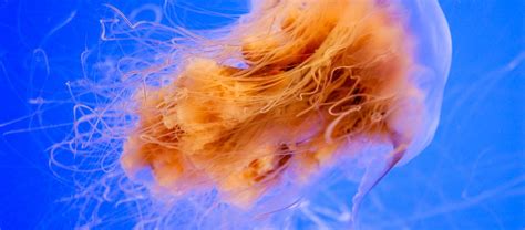 The Giant Lion's Mane Jellyfish | Critter Science