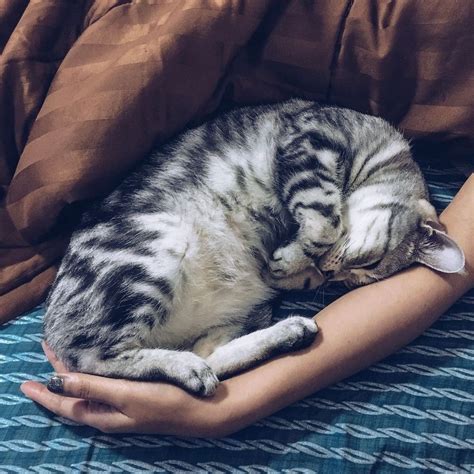 Cats and Bed: Why Your Cat Loves Sleeping On You