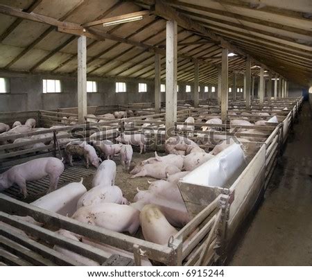 Small Pig Farm Stock Photo 6915244 : Shutterstock