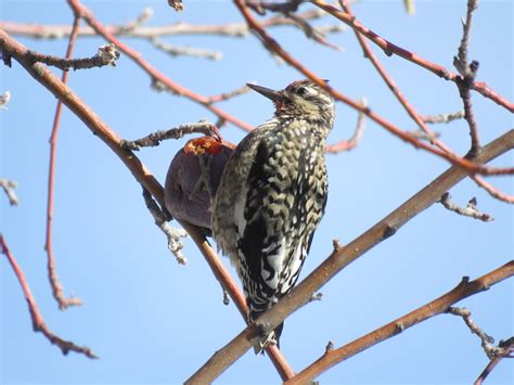 Utah Bird Records Committee - Sighting Record