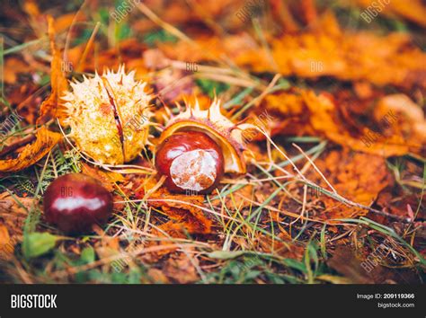 Horse Chestnut Buckeye Image & Photo (Free Trial) | Bigstock