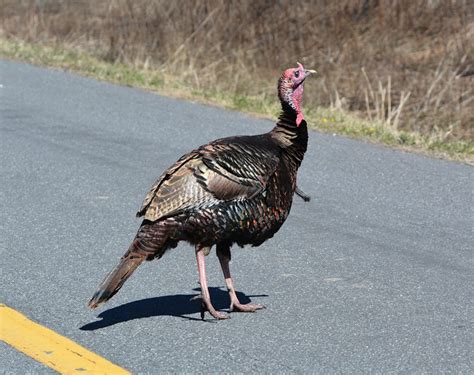 Turkey Encounter | Nature Friend Magazine