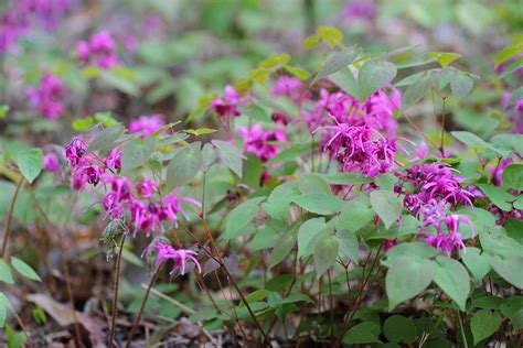 How to Grow and Care for Barrenwort | Gardener’s Path