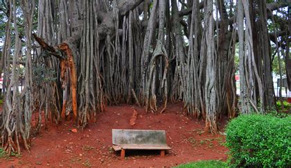 Dodda Alada Mara Big Banyan Tree Ramohalli Mysore Bangalore