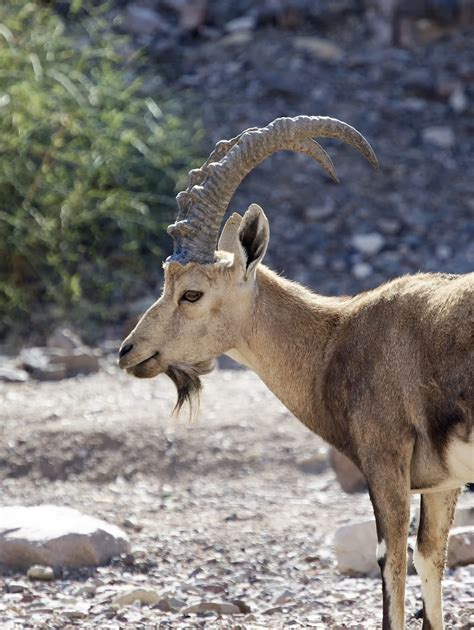 Nubian Ibex Horns Red Sea - Free photo on Pixabay - Pixabay