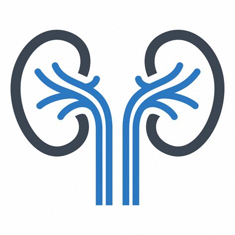 Kidney health, kidneys, nephrology, renal icon - Download on Iconfinder