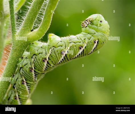 Tomato hornworm, Manduca quinquemaculata, close up showing the caterpillar eating while leaning ...