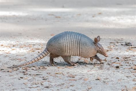 Armadillo — Swamp Girl Adventures