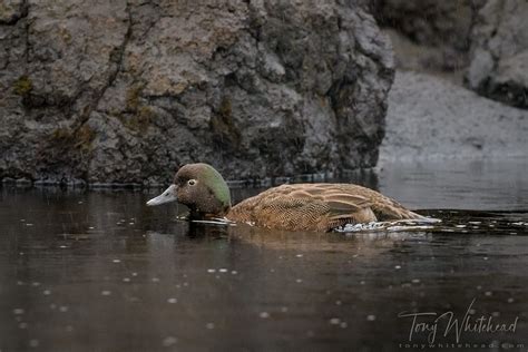 Campbell Island Teal - WildLight Photography