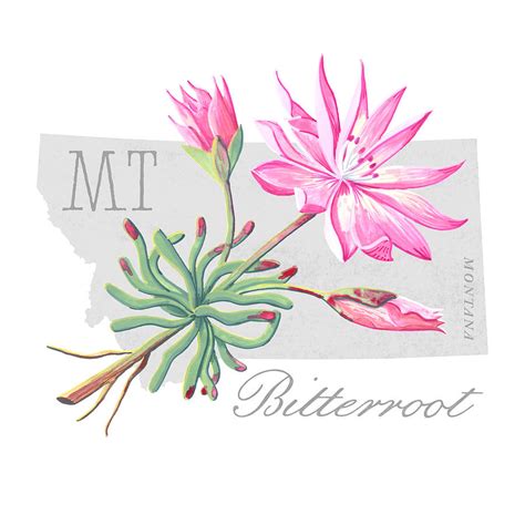 Montana State Flower Bitterroot Art by Jen Montgomery Painting by Jen ...