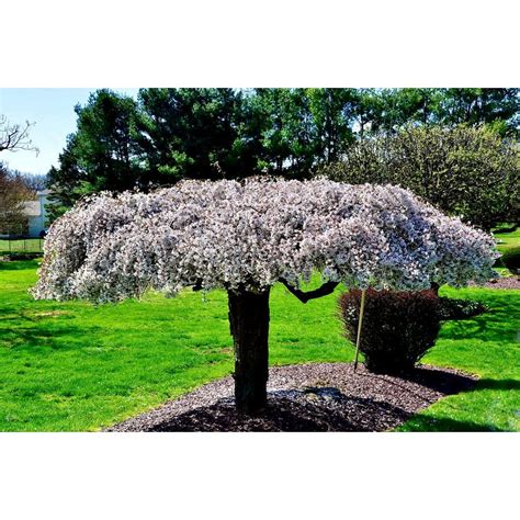 Dwarf Weeping Willow Tree | museosdelima.com