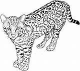 Leopard To Print sketch template