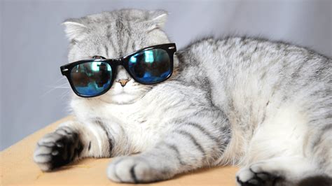 Cat Wearing Glasses Wallpapers - Top Free Cat Wearing Glasses Backgrounds - WallpaperAccess