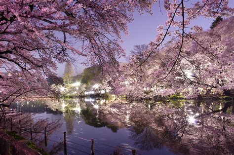 The Japanese Cherry Blossom Season - Original Travel