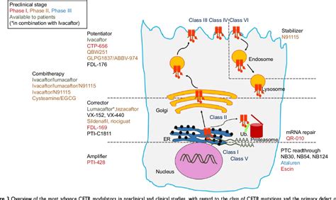 Figure 3 from Cystic fibrosis transmembrane conductance regulator ...