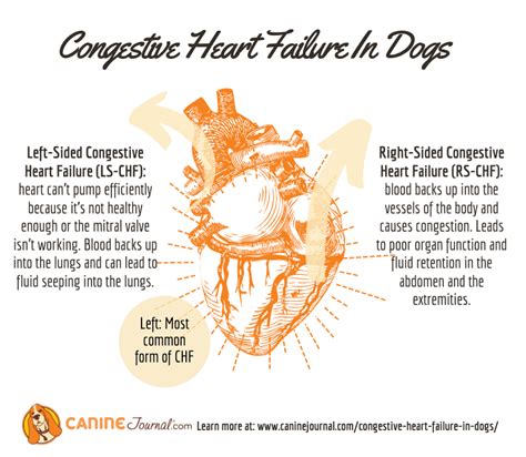 Signs Of Congestive Heart Failure In A Dog - Gegu Pet