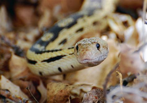 Smiling Snake! | Smiley Gopher snake, in Utah, USA. Shot at … | Flickr