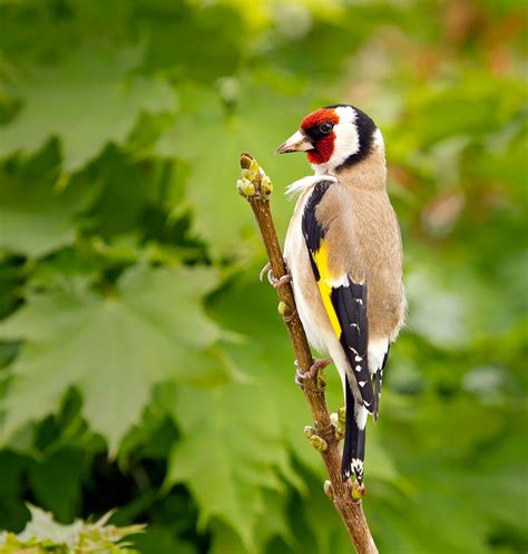 Der Stieglitz (Carduelis carduelis), auch Distelfink genannt. | Heimische vögel, Vögel im garten ...