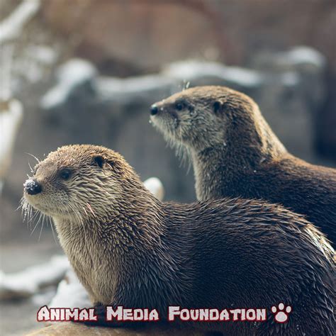 Interesting Facts About North American River Otter - Animal Media ...