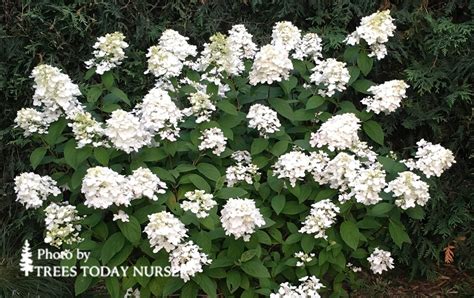 Fire and Ice Panicle Hydrangea Tree - Trees Today Nursery