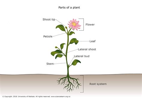 Structure Of Flowering Plants