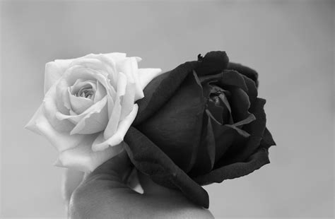 Black And White Roses - Cliparts.co