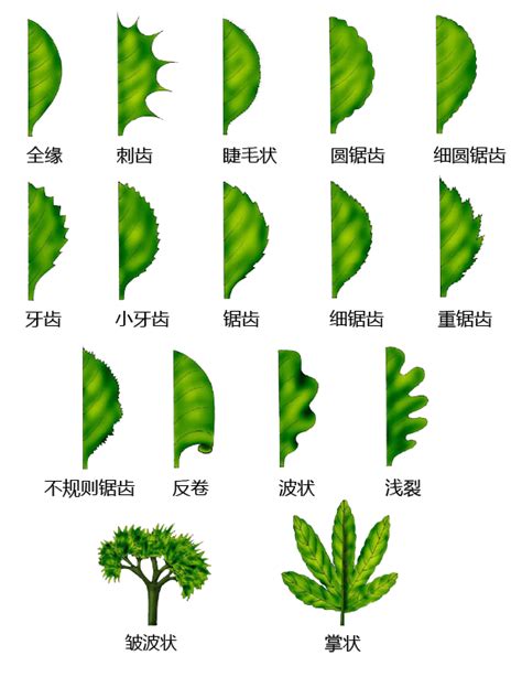 植物形态图片,植物图片大全大图,植物形态(第6页)_大山谷图库