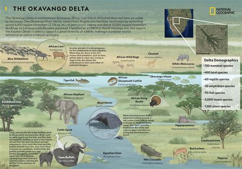 The Okavango Delta