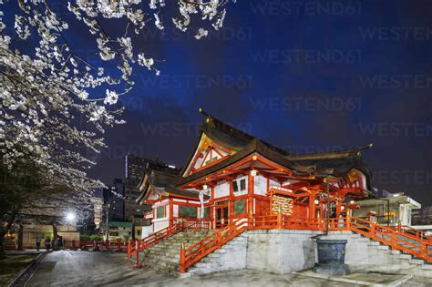 Spring cherry blossoms, Hanazono Shrine, Shinjuku, Tokyo, Japan, Asia ...