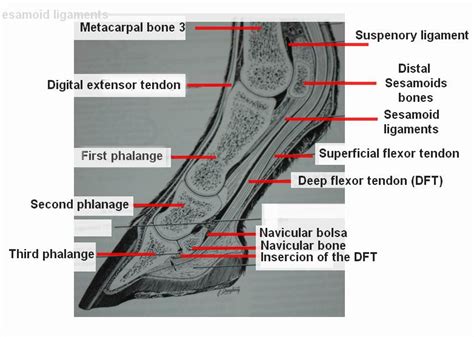 Veterinary Advice for Polo Horses