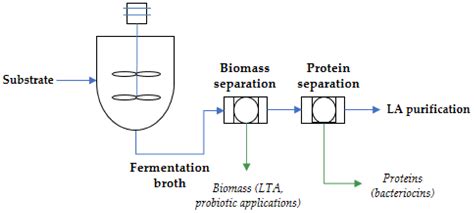 Fermentation Process Diagram