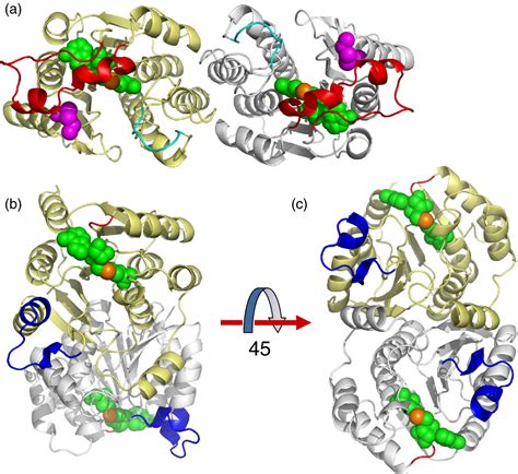 Figure 5 from The crystal structure of the novobiocin biosynthetic enzyme NovP: the first ...