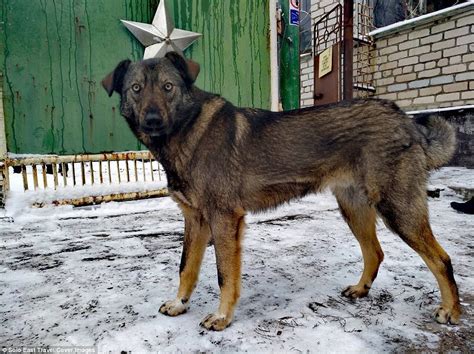 Meet the dogs of Chernobyl | Daily Mail Online