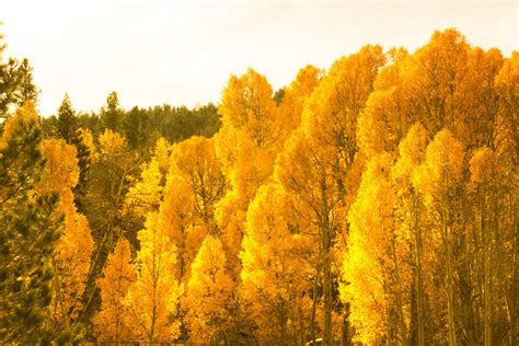 California Fall Foliage: It's Real, and There's a Map for That | KQED