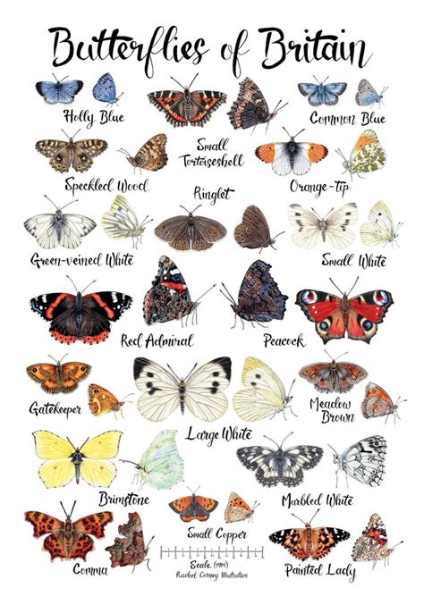 British Butterflies Poster A4 Decorative Identification Watercolour Illustration British ...