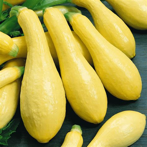 Squash - Yellow Summer (pound) | Three Rivers Community Farm