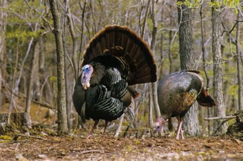 Gobbler gurus strut stuff with spring turkey hunting tips | Outdoors | dailyitem.com