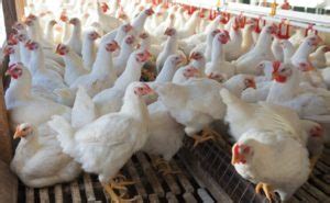 Complete Poultry Business Plan for Broilers and Layers (Download PDF ...