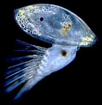 Cypris Larva of a Barnacle | Weird sea creatures, Deep sea creatures, Deep sea life