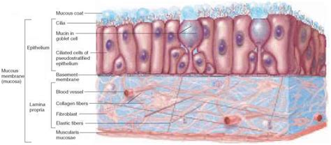 Membranes - Physiology - AmeriCorps Health Blog