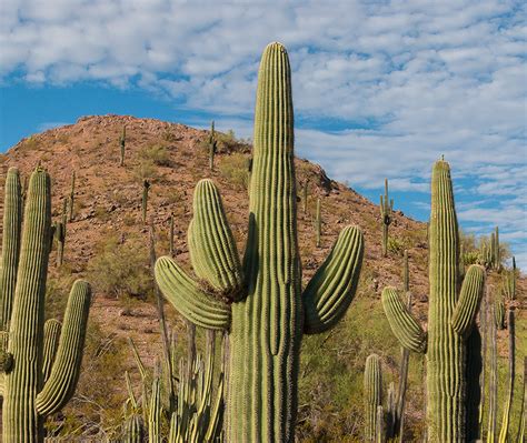 A Disappearing Icon | Desert Botanical Garden