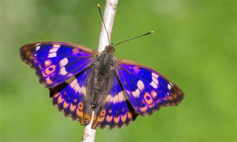 Lesser Purple Emperor | Butterfly Conservation