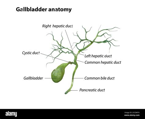 gallbladder anatomy isolated on white background, pain, 3D rendering Stock Photo - Alamy