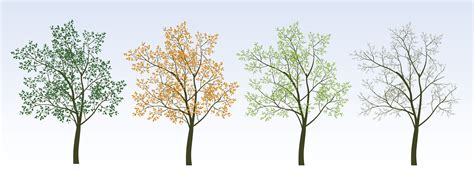 How Seasons Affect & Change A Tree’s Behaviour | Artemis Tree Services