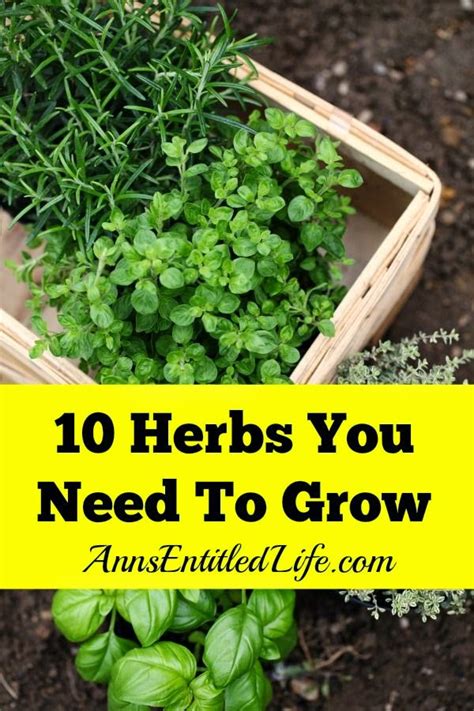 Best DIY Projects : 10 Herbs You Need To Grow - Fresh herbs have a long history of medicinal and ...