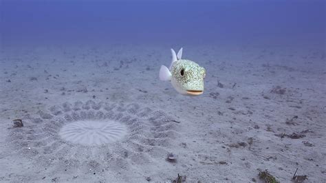 Pufferfish Builds Sand Sculpture for Mating | Nature | THIRTEEN - New York Public Media