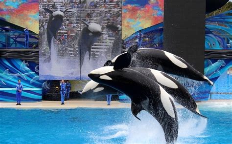 SeaWorld San Diego: tickets, rides, attractions, shows, hours & directions