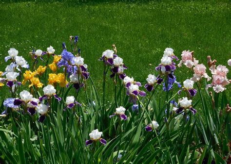 14 bearded iris varieties ???? ???? A spectrum of colors and patterns ...